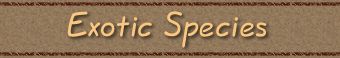 Catalog >> Exotic Species